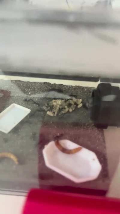 This is new… something wrong in the nest(test tube)?