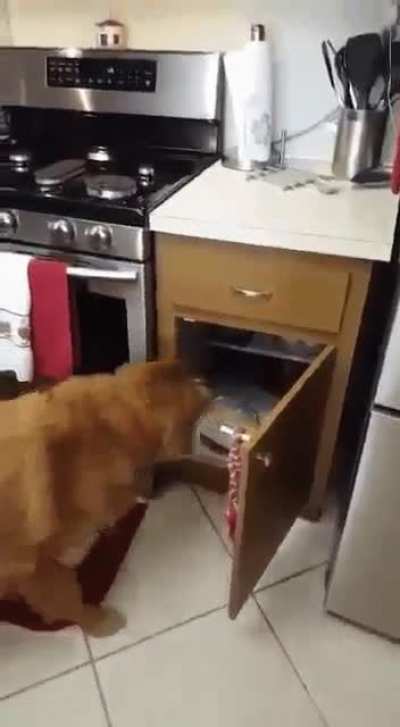 Who's a good boy?