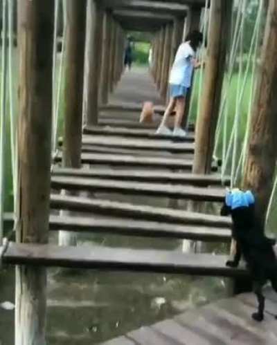 Heh, stupid Hooman afraid of some steps. Oh shi...