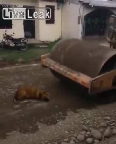 Hayvana çok üzüldüm bunu yapanın aşina yıldırımlar çarpsın amin