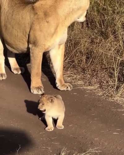Adorable lion cub trying out its roar!