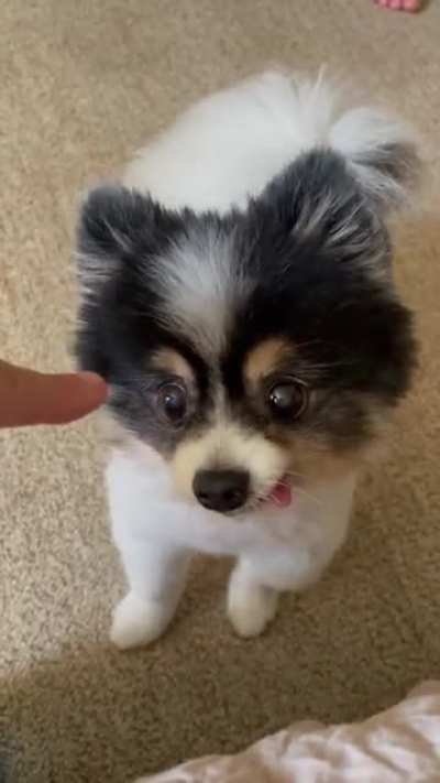 To lick hooman
