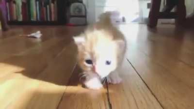 Hank's first steps!