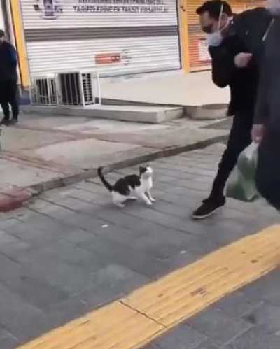 A street cat with a serious attitude problem.