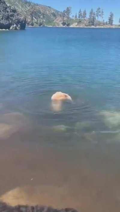 Handstand Doggo