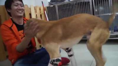 Look how happy this dog is after they put on his prosthetic legs