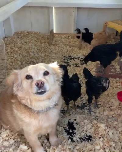 Ermahderg sure is happy the chickens are outside—waiting for scritchscrotches.