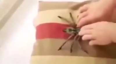 cuchi cuchi cu uwu