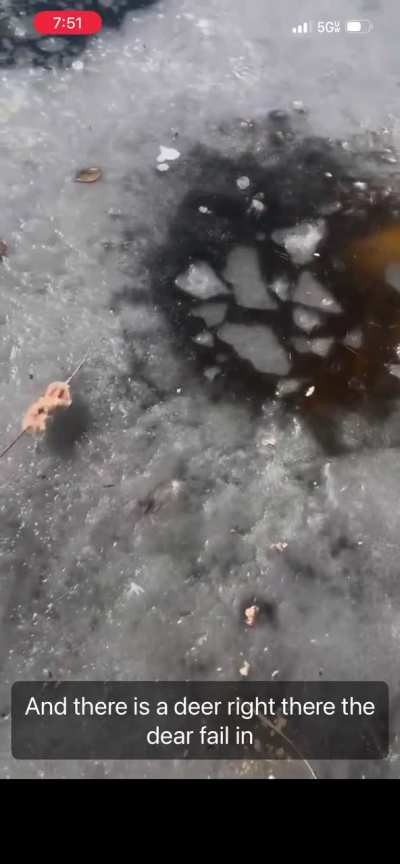 Bambi (not) on ice.