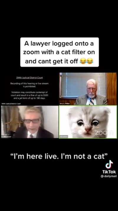 Cat lawyer