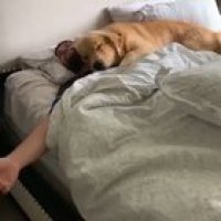 Most loving doggo waking up its human with affection