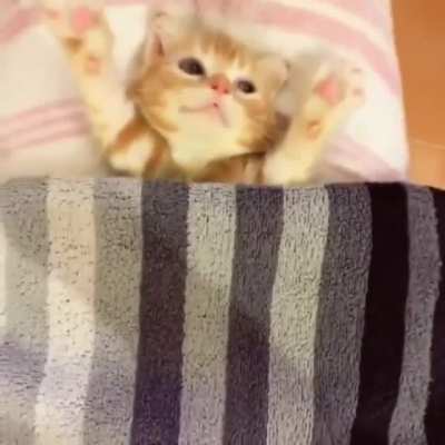 Милота