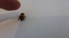Say hello to Beatrix, she hangs out at the top of the hive for pets.