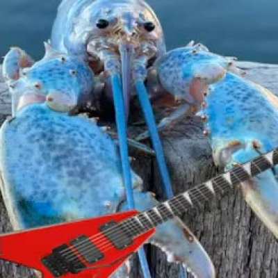 Blu lobstr