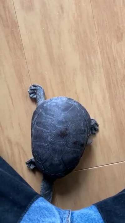 Loooong neck...