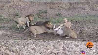 Maybe Maybe Maybe
