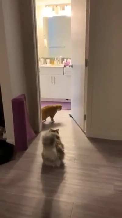 Curious Cats