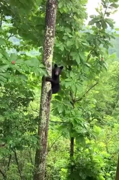 When a bear climbs up to your balcony, just keep filming.