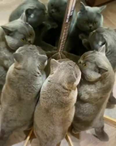 Cat vs Mirror
