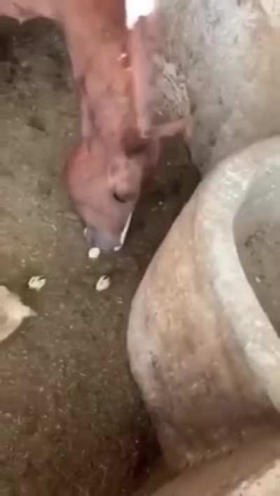 Horse eats chick!