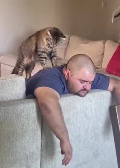 Котэ отраб<wbr>атыва<wbr>ет жилье