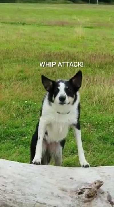 Hecking flies!