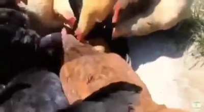 Afiyet olsun orospu çocukları