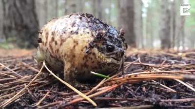 Screaming animal in the forest