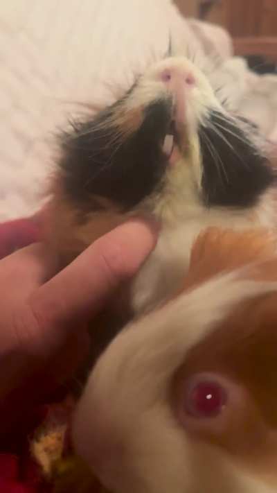 Chin scritches