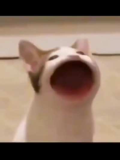 u_ObnoxiousFox69
