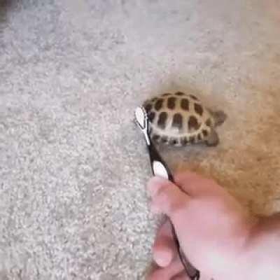 Turtle dancing 🐢