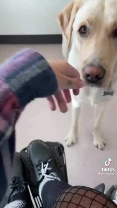 Devin is a very good boy