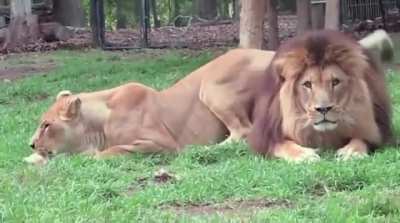Mr. & Mrs. Lion passing their time