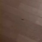 bug trap