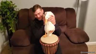 Pato baterista fodase