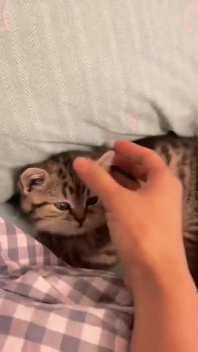 I have the feeling he thinks my hand is another cat