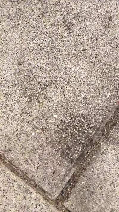 河南郑州地<wbr>表温度已突<wbr>破50度，<wbr>央视一如既<wbr>往地报道印<wbr>度又热死了<wbr>多少人损失<wbr>了多少，却<wbr>不会关心中<wbr>国蝼蚁在高<wbr>温下能活过<wbr>几秒🤬