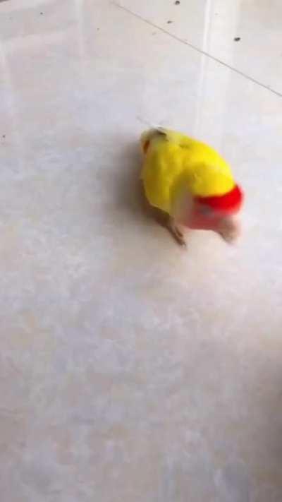 Multi-talented