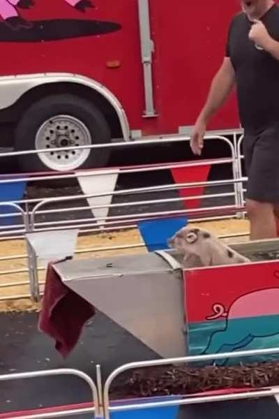 This little piggy