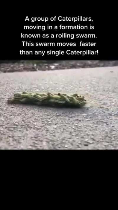 A Swarm of caterpillars