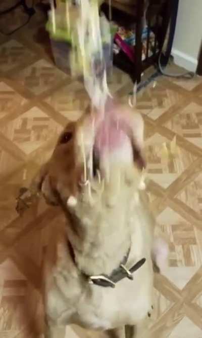 Nom nom