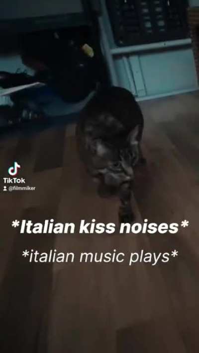 I accidentally turned my cat Italian.