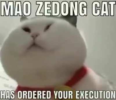 MAO ZEDONG CAT