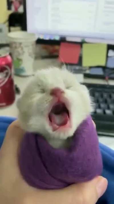 Cutecut