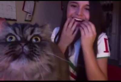 They say cats mirror their owners