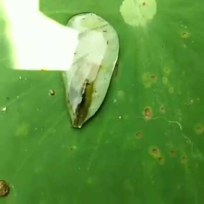 🔥A shrimp making use of the surface tension to get back into the water