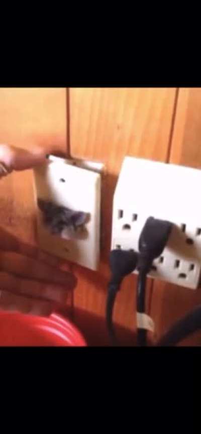 This poor mouse