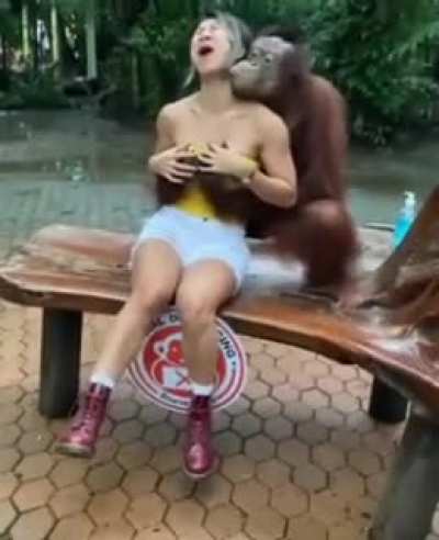 Orang Utan get touchy during photo op