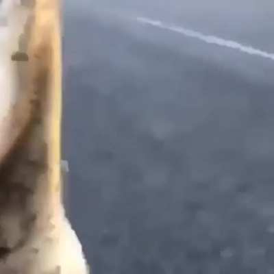 🐊