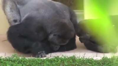 Silverback and his son, calmly observe a caterpillar.